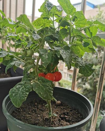 小番茄怎么种在花盆里「自吸水种植番茄怎么种植的」 小番茄怎么种在花盆里「自吸水种植番茄怎么种植的」 花朵知识