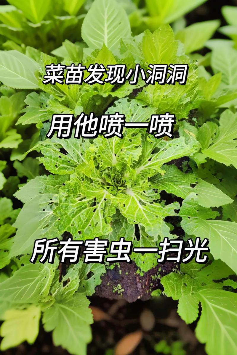蔬菜防虫小妙招「蔬菜种植防虫技巧视频」 蔬菜防虫小妙招「蔬菜种植防虫技巧视频」 番茄病虫害防治