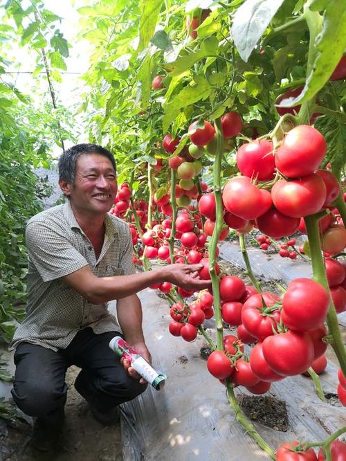鸡蛋深加工什么最赚钱？有何分享「富硒番茄怎么种植的视频」 鸡蛋深加工什么最赚钱？有何分享「富硒番茄怎么种植的视频」 花朵知识