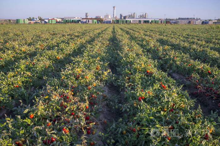怎样经营好葡萄采摘园「番茄花海怎么种植的图片大全」 怎样经营好葡萄采摘园「番茄花海怎么种植的图片大全」 土壤施肥