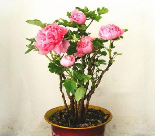 农村庭院花卉盆栽应该如何栽培和管理「芍药盆栽蔬菜种植小技巧视频」 农村庭院花卉盆栽应该如何栽培和管理「芍药盆栽蔬菜种植小技巧视频」 土壤施肥