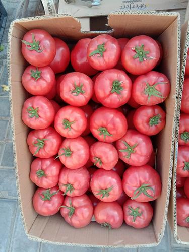 莲湖西红柿为什么好吃「种植番茄怎么形容好吃呢视频」 莲湖西红柿为什么好吃「种植番茄怎么形容好吃呢视频」 番茄种植技巧