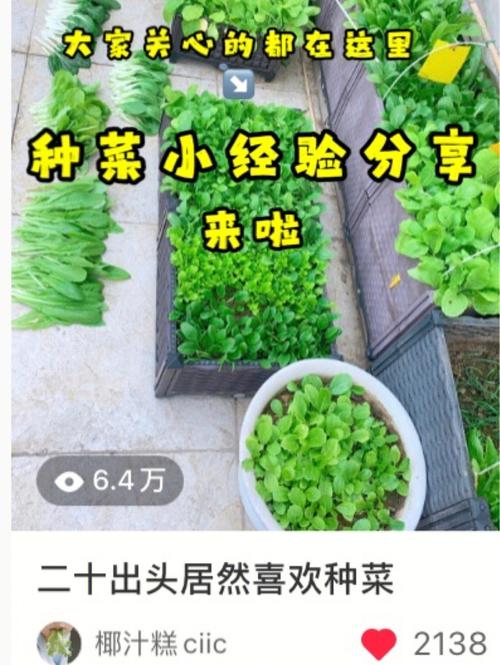 开设农场需要怎么经营？有哪些细节「小农场蔬菜种植技巧视频教程」 开设农场需要怎么经营？有哪些细节「小农场蔬菜种植技巧视频教程」 种植技巧