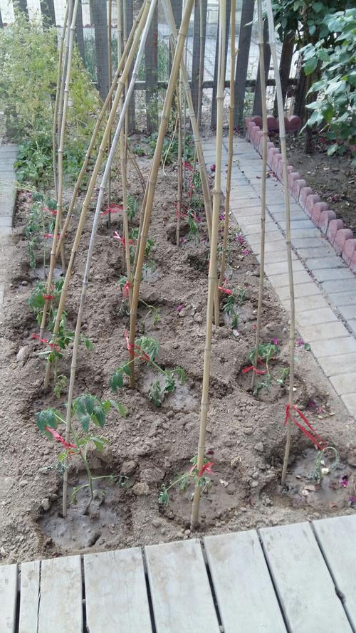 西红柿单行种植如何搭架「番茄种植架怎么搭建」 种植技巧 西红柿单行种植如何搭架「番茄种植架怎么搭建」 西红柿单行种植如何搭架「番茄种植架怎么搭建」 种植技巧