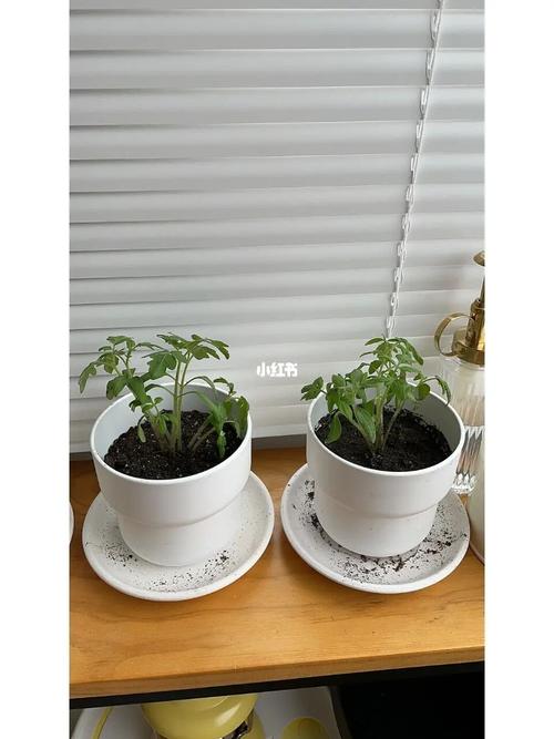 如何装西红柿罐头「罐头植物番茄怎么种植的」 种植技巧 如何装西红柿罐头「罐头植物番茄怎么种植的」 如何装西红柿罐头「罐头植物番茄怎么种植的」 种植技巧