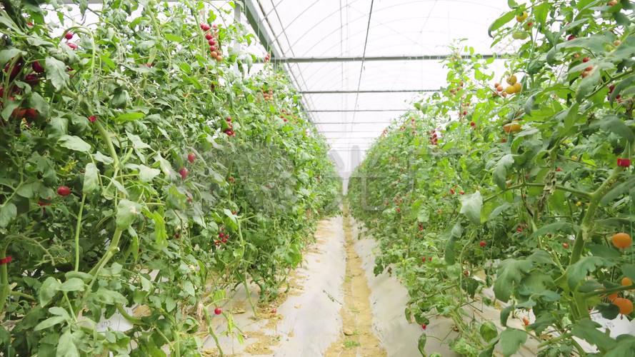 番茄怎么种植口感会比较甜「怎么种植番茄品种好呢视频」 番茄病虫害防治 番茄怎么种植口感会比较甜「怎么种植番茄品种好呢视频」 番茄怎么种植口感会比较甜「怎么种植番茄品种好呢视频」 番茄病虫害防治