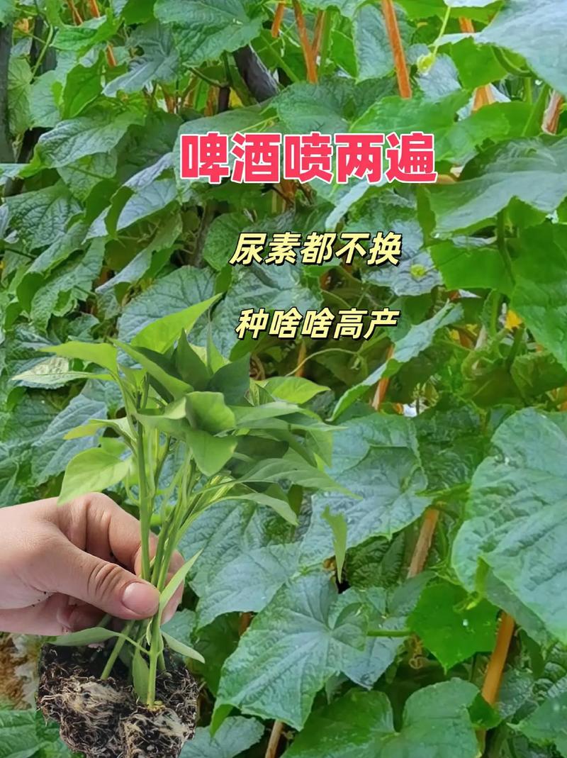 啤酒浇蔬菜的正确方法「啤酒蔬菜种植小技巧视频」 啤酒浇蔬菜的正确方法「啤酒蔬菜种植小技巧视频」 农业常识