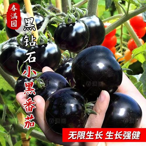 黑钻石樱桃番茄几月栽「黑色的番茄叫什么名字」 黑钻石樱桃番茄几月栽「黑色的番茄叫什么名字」 植物种类
