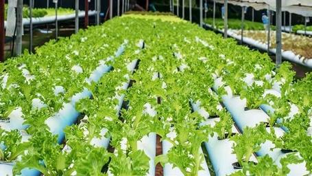 农村里面如何发展有机蔬菜？种植蔬菜有没有前途「有机蔬菜种植与销售技巧有哪些」 农村里面如何发展有机蔬菜？种植蔬菜有没有前途「有机蔬菜种植与销售技巧有哪些」 番茄种植技巧