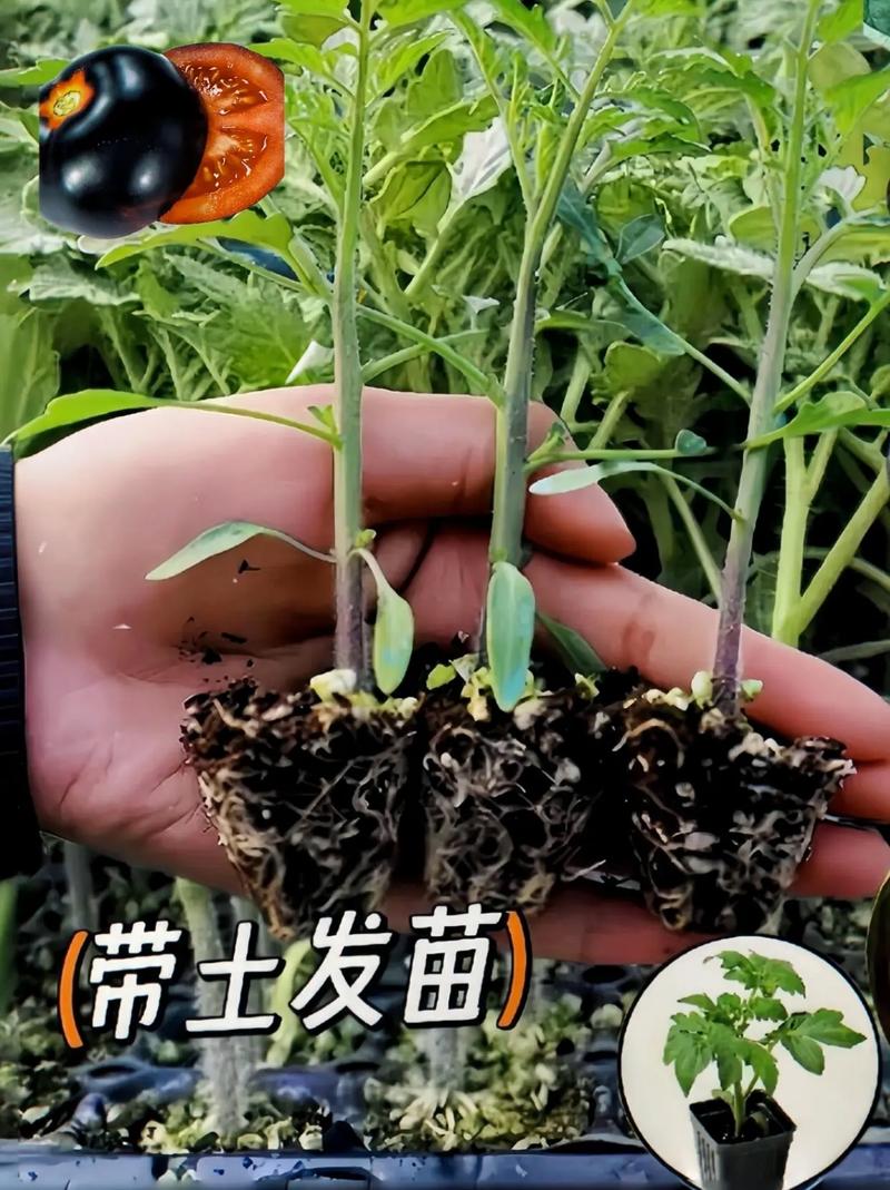 西红柿怎么种才结的大又多「黑番茄小苗怎么种植视频教程」 西红柿怎么种才结的大又多「黑番茄小苗怎么种植视频教程」 农业常识