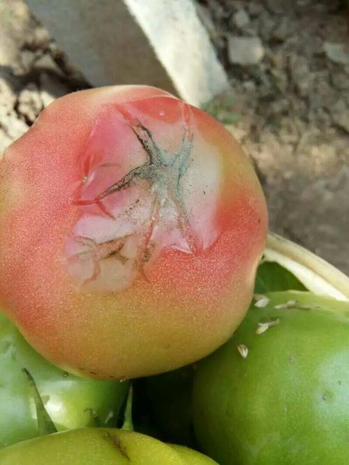 西红柿腐烂有什么解决办法「番茄烂了怎么种植的好呢」 西红柿腐烂有什么解决办法「番茄烂了怎么种植的好呢」 植物种类