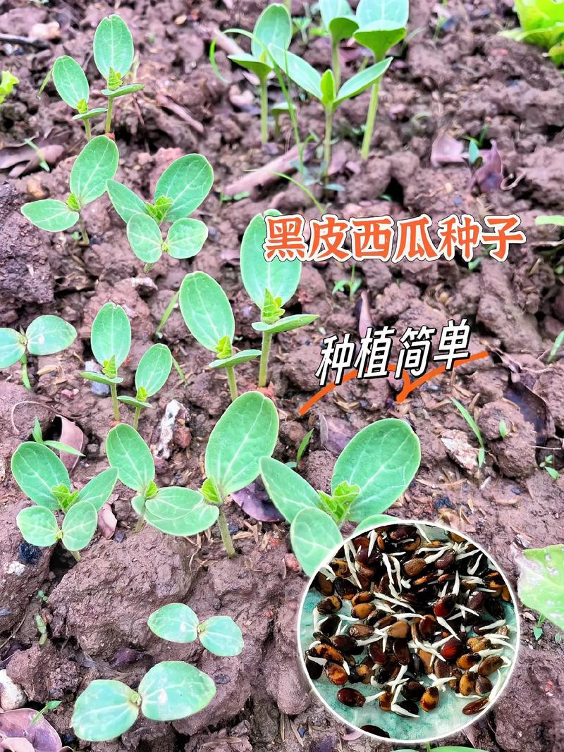 西红柿黑皮病用什么农药「黑皮珍珠番茄怎么种植的视频」 西红柿黑皮病用什么农药「黑皮珍珠番茄怎么种植的视频」 农业常识