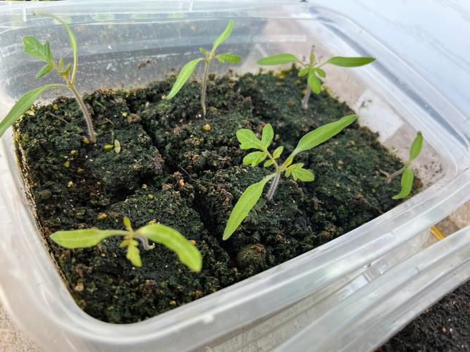 樱桃西红柿种子的种植方法「樱桃小番茄籽怎么种植视频」 樱桃西红柿种子的种植方法「樱桃小番茄籽怎么种植视频」 种植技巧