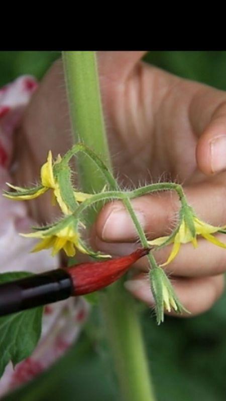 番茄花怎么样授粉「阳台种的番茄怎么授粉」 番茄花怎么样授粉「阳台种的番茄怎么授粉」 植物种类