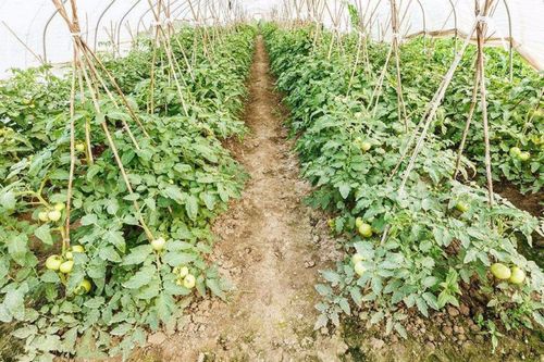 番茄树怎么种植「番茄农村怎么种植的呢视频」 番茄树怎么种植「番茄农村怎么种植的呢视频」 番茄病虫害防治