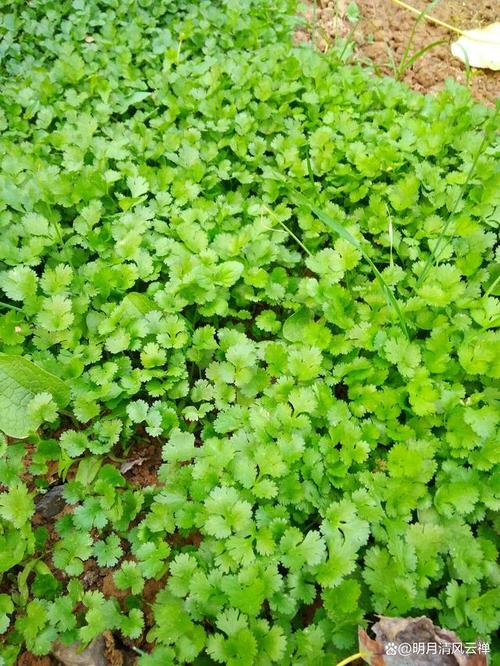蔬菜种植，如何把香菜播种方法、选择技巧、管理和防治病虫做好呢「七月份种蔬菜」 蔬菜种植，如何把香菜播种方法、选择技巧、管理和防治病虫做好呢「七月份种蔬菜」 种植技巧