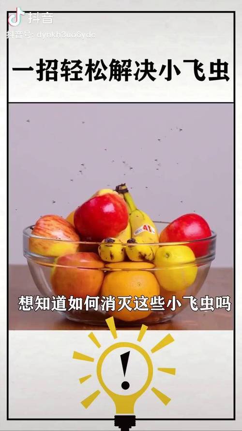 屋里水果长的小飞虫怎么灭「在寝室种小番茄怎么样」 屋里水果长的小飞虫怎么灭「在寝室种小番茄怎么样」 番茄种植技巧
