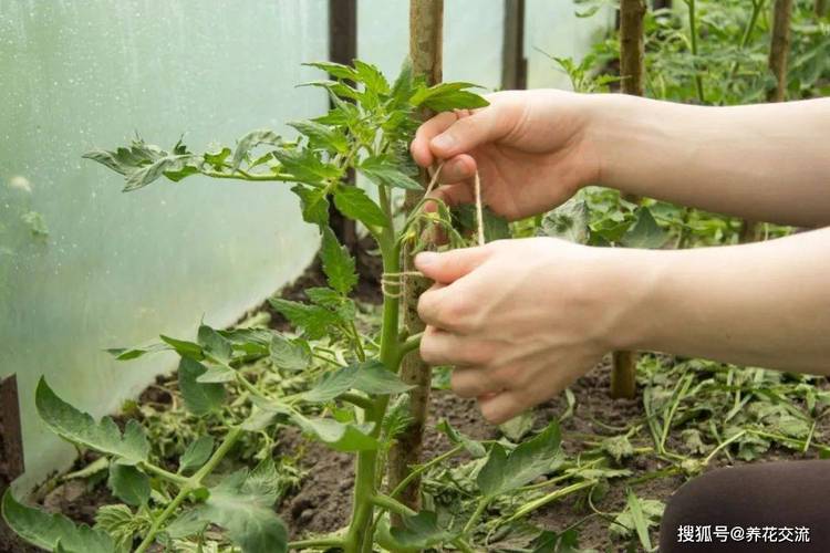 防止蚊虫叮咬的小偏方「铁罐番茄怎么种植视频」 防止蚊虫叮咬的小偏方「铁罐番茄怎么种植视频」 农业常识