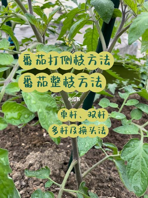 番茄达人推文怎么做「树番茄种植怎么修剪视频教程」 番茄达人推文怎么做「树番茄种植怎么修剪视频教程」 花朵知识