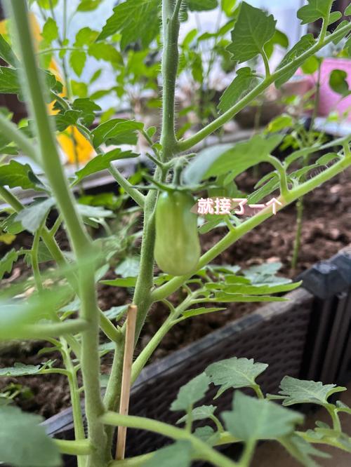 西红柿种植技术开花不结果怎么办「怎么咨询番茄种植问题呢知乎」 西红柿种植技术开花不结果怎么办「怎么咨询番茄种植问题呢知乎」 土壤施肥