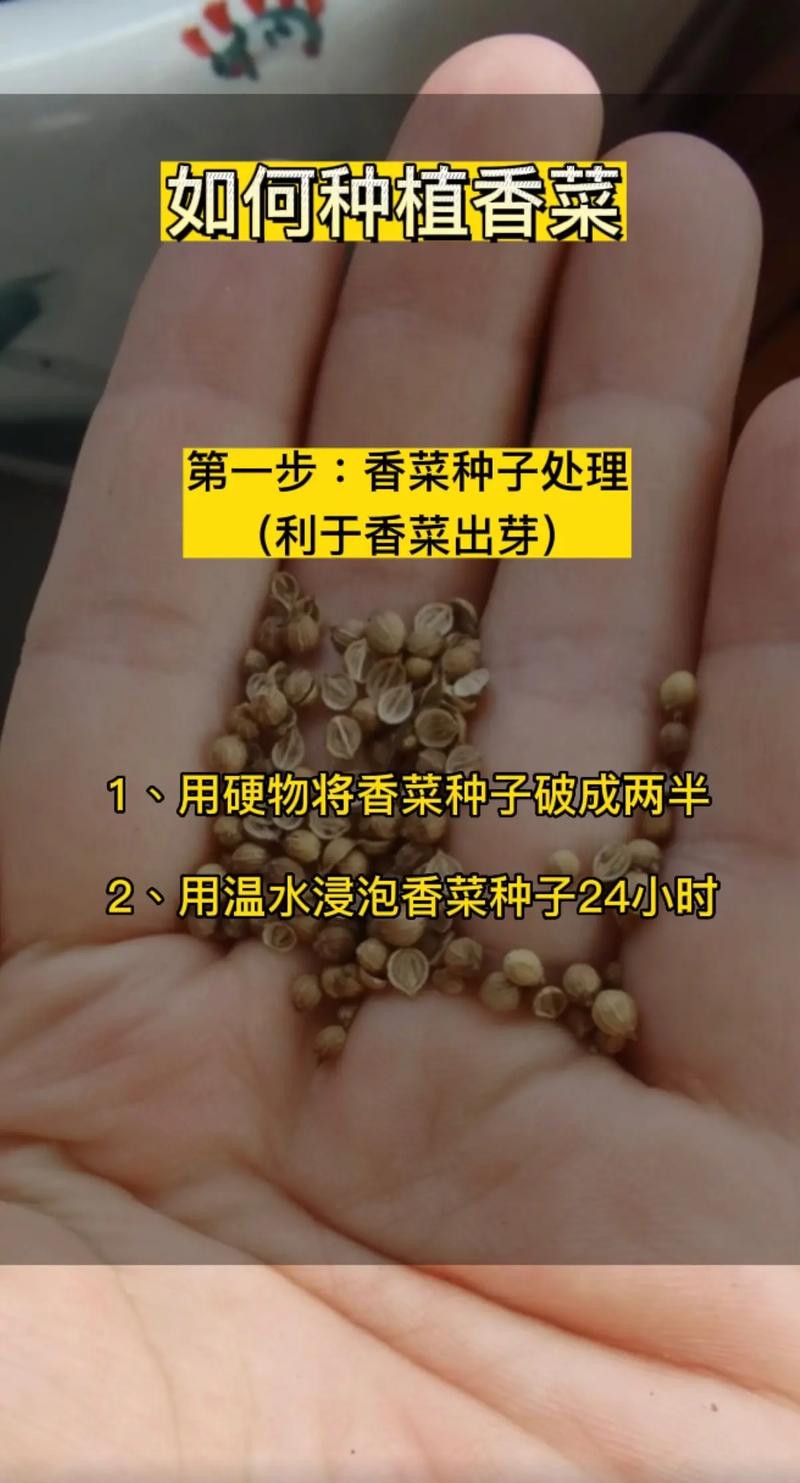 蔬菜种植，如何把香菜播种方法、选择技巧、管理和防治病虫做好呢「儿童蔬菜种植技巧图解法大全」 蔬菜种植，如何把香菜播种方法、选择技巧、管理和防治病虫做好呢「儿童蔬菜种植技巧图解法大全」 番茄病虫害防治