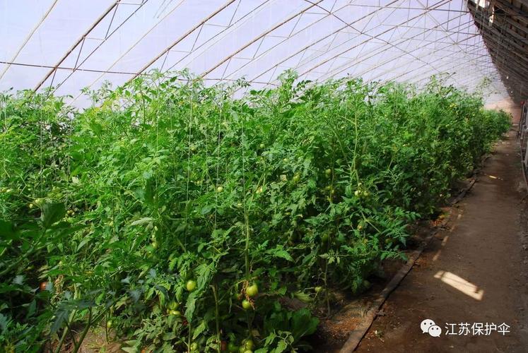 番茄树如何过冬「番茄种植冬天怎么保温好」 番茄树如何过冬「番茄种植冬天怎么保温好」 农业常识
