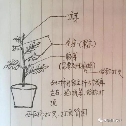 西红柿开花后如何修剪才会结果多「番茄种植花蕾怎么处理好」 西红柿开花后如何修剪才会结果多「番茄种植花蕾怎么处理好」 植物种类