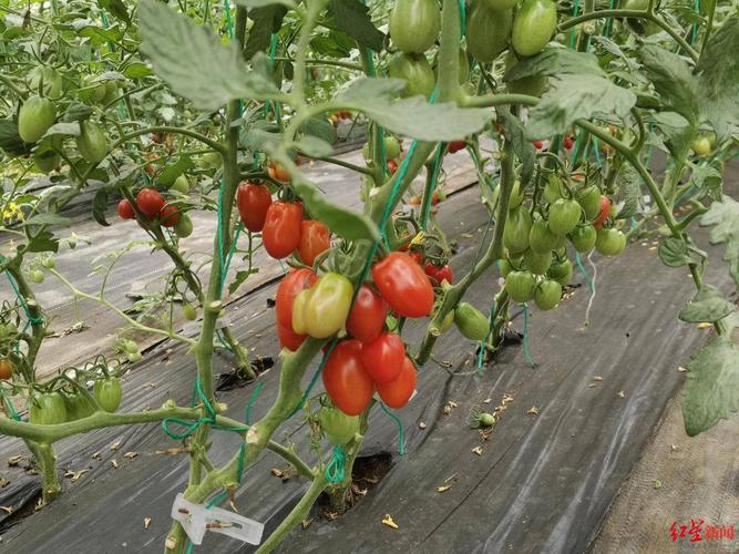 番茄种植期可以冲牛奶和啤酒做肥料吗「牛奶番茄要怎么种植视频」 番茄种植期可以冲牛奶和啤酒做肥料吗「牛奶番茄要怎么种植视频」 种植技巧