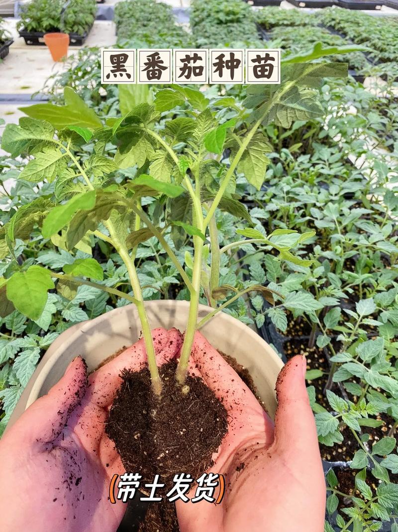 三亩地怎么布局「番茄框架种草怎么种植视频」 三亩地怎么布局「番茄框架种草怎么种植视频」 番茄种植技巧