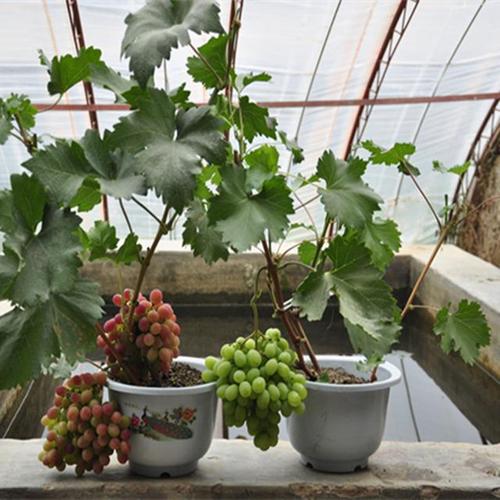 在阳台能种葡萄吗？怎么种植「紫番茄盆栽蓝莓怎么种植视频」 在阳台能种葡萄吗？怎么种植「紫番茄盆栽蓝莓怎么种植视频」 农业常识
