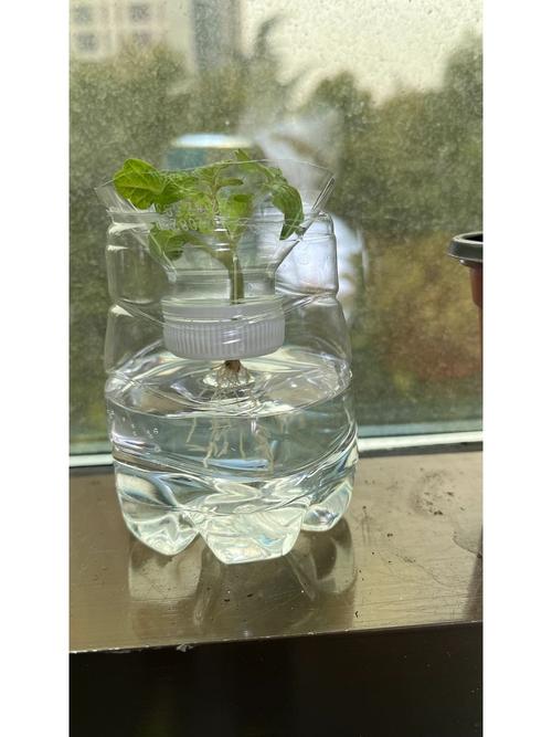 怎样水培西红柿?急「欧洲水培番茄怎么种植的」 怎样水培西红柿?急「欧洲水培番茄怎么种植的」 番茄种植技巧