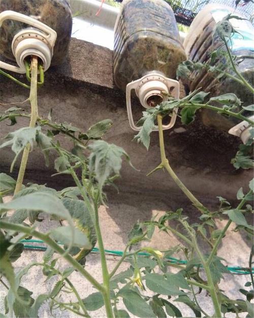 油桶种西红柿的做法「大番茄用油桶怎么种植的」 油桶种西红柿的做法「大番茄用油桶怎么种植的」 番茄病虫害防治