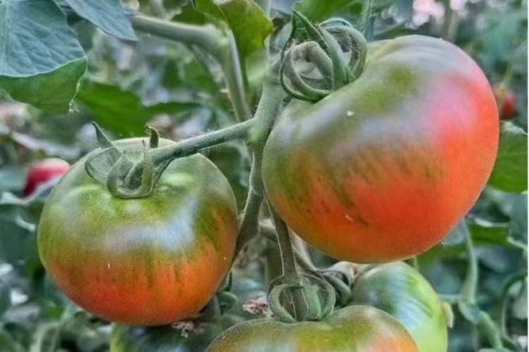 小西红柿种植方法全过程「怎么种植番茄过程简笔画」 植物种类 小西红柿种植方法全过程「怎么种植番茄过程简笔画」 小西红柿种植方法全过程「怎么种植番茄过程简笔画」 植物种类