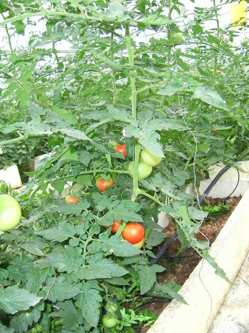 冬天小番茄种植技术「番茄秋冬怎么种植视频」 冬天小番茄种植技术「番茄秋冬怎么种植视频」 种植技巧