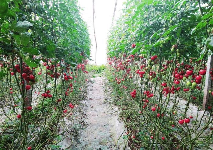 有小西红柿之称的圣女果，要想高产，到底该如何栽培「野生小番茄怎么样种植视频」 有小西红柿之称的圣女果，要想高产，到底该如何栽培「野生小番茄怎么样种植视频」 土壤施肥