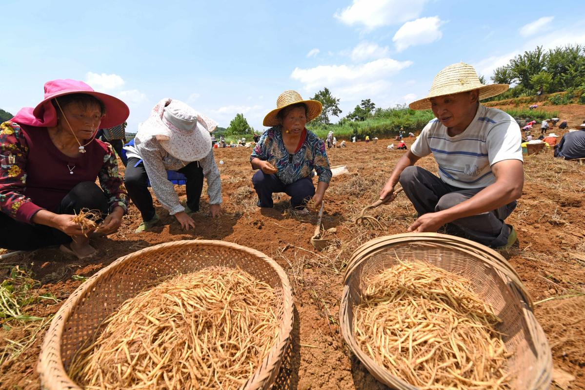 中药材太子参怎样种植才高产「都匀蔬菜种植技巧和方法」 土壤施肥 中药材太子参怎样种植才高产「都匀蔬菜种植技巧和方法」 中药材太子参怎样种植才高产「都匀蔬菜种植技巧和方法」 土壤施肥