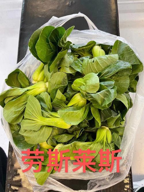 上海11月适合种什么蔬菜「荠菜怎么种植小番茄视频」 上海11月适合种什么蔬菜「荠菜怎么种植小番茄视频」 土壤施肥