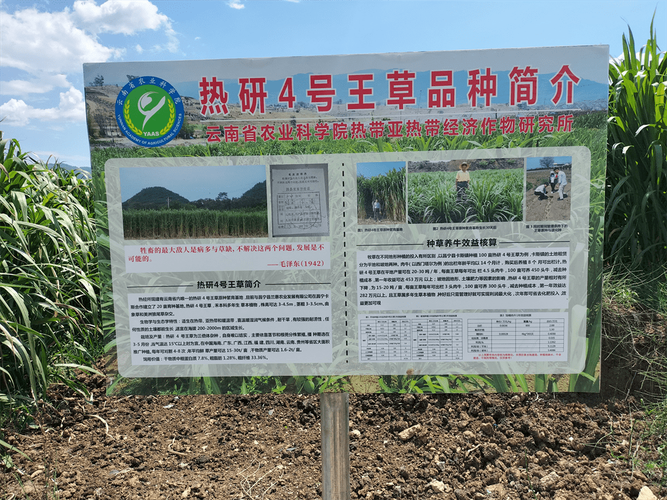 热研4号种植成本「番茄种植怎么盈利的」 热研4号种植成本「番茄种植怎么盈利的」 植物种类