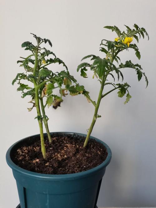 嫁接移栽花卉多久服盆？之后要几天成活「嫁接小番茄怎么种植视频教程」 嫁接移栽花卉多久服盆？之后要几天成活「嫁接小番茄怎么种植视频教程」 番茄病虫害防治