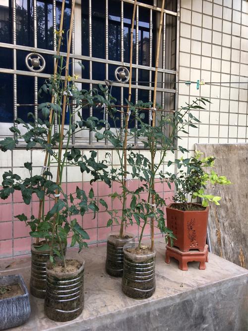 铁皮大桶种菜的正确方法「水桶怎么种植小番茄图片」 铁皮大桶种菜的正确方法「水桶怎么种植小番茄图片」 番茄病虫害防治