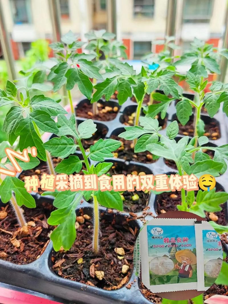 酸酸甜甜的番茄如何种植「酸甜小番茄种子怎么种植视频」 花朵知识 酸酸甜甜的番茄如何种植「酸甜小番茄种子怎么种植视频」 酸酸甜甜的番茄如何种植「酸甜小番茄种子怎么种植视频」 花朵知识