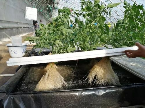 转基因的番茄在水里会动真的吗「番茄怎么露天种植视频教程」 转基因的番茄在水里会动真的吗「番茄怎么露天种植视频教程」 花朵知识