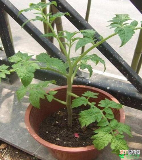 樱桃番茄怎么种植「樱桃番茄怎么移盆种植视频」 樱桃番茄怎么种植「樱桃番茄怎么移盆种植视频」 番茄种植技巧