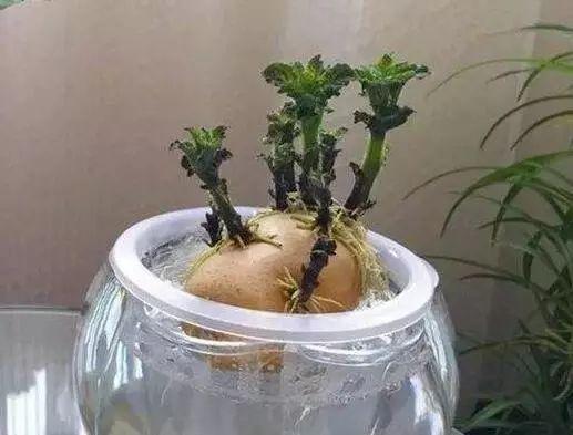 看过一个视频，现在青叶菜不用土种生长，这是什么技术？那土豆、花生、红薯也能不用土种生长吗「浙江蔬菜种植技巧视频教程」 看过一个视频，现在青叶菜不用土种生长，这是什么技术？那土豆、花生、红薯也能不用土种生长吗「浙江蔬菜种植技巧视频教程」 番茄病虫害防治