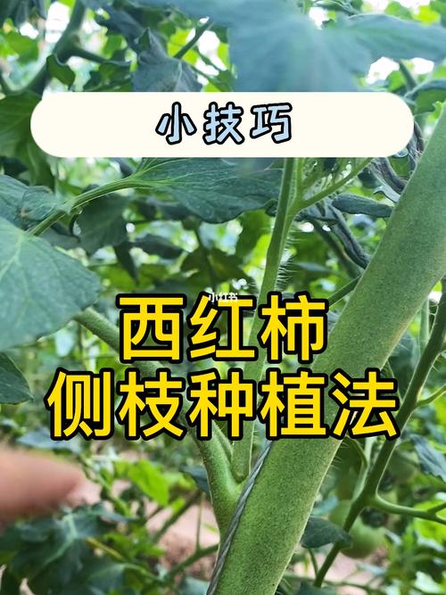 西红柿插枝怎么能插活「扦插生根番茄怎么种植视频」 西红柿插枝怎么能插活「扦插生根番茄怎么种植视频」 花朵知识