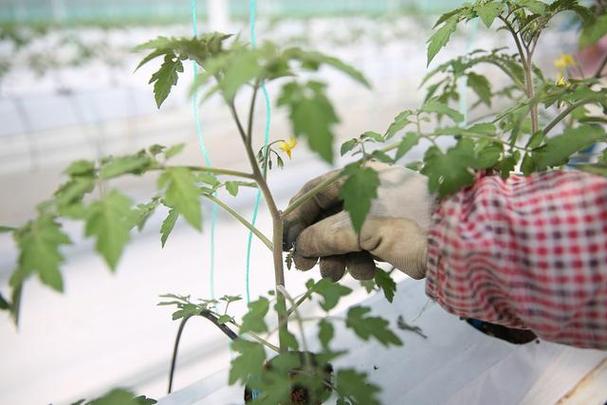 番茄种植的修枝与技术「番茄该怎么剪枝种植呢视频」 番茄种植的修枝与技术「番茄该怎么剪枝种植呢视频」 番茄种植技巧