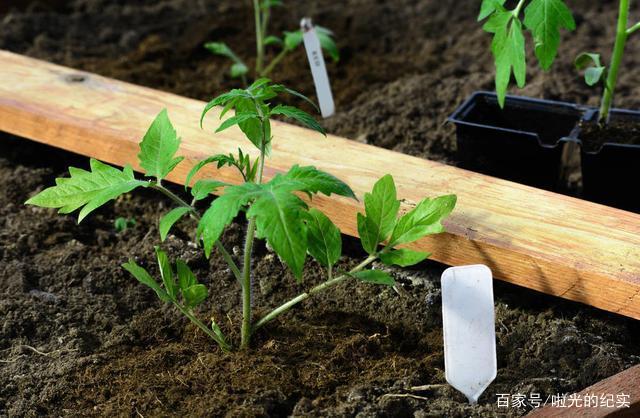 1.5米拱棚够番茄生长吗「番茄苗小拱棚怎么种植视频」 1.5米拱棚够番茄生长吗「番茄苗小拱棚怎么种植视频」 番茄种植技巧