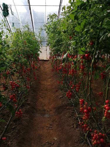 安徽安庆适合种植那些水果「如何种植小番茄」 安徽安庆适合种植那些水果「如何种植小番茄」 植物种类