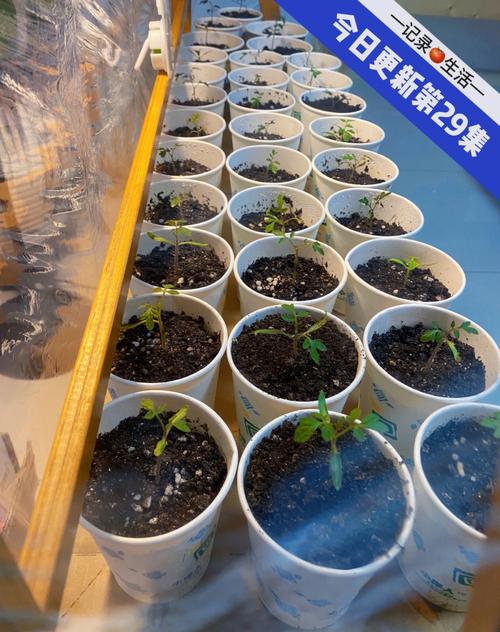 番茄怎么种植发芽率高「番茄种植杯子怎么做的」 番茄怎么种植发芽率高「番茄种植杯子怎么做的」 种植技巧