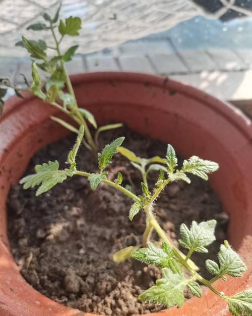 西红柿种植全过程「番茄种植怎么牵引种子」 西红柿种植全过程「番茄种植怎么牵引种子」 种植技巧